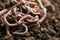 Many worms on wet soil, closeup. Terrestrial invertebrates