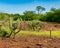 Many Xique xique cacti Pilosocereus gounellei and sertao/caatinga landscape - Oeiras, Piaui Northeast Brazil