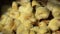 Many yellow baby chickens chicks in natural light