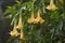 Many yellow Brugmansia named angels trumpet or Datura flower blossom in Panama