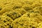 Many yellow Bush chrysanthemums on the field
