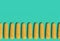 Many yellow corn cobs lie in a row on a turquoise background. Creative decorative composition. Modern Art. 3D rendering.