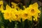 Many yellow daffodil narcissus flower blure background