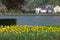 Many yellow Daffodils on the banks of the Rhine