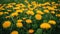 Many yellow dandelion flowers