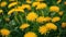 Many yellow dandelion flowers