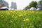 Many yellow dandelions growing on Leninsky avenue in Moscow in springtime