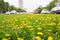 Many yellow dandelions growing on Leninsky avenue in Moscow in springtime