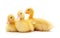 Many yellow ducklings