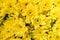 Many Yellow flower gerbera closeup on tree in garden