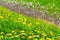 Many yellow flowering dandelions in the meadow, blurred background