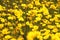 Many yellow flowers