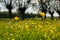 Many yellow flowers, buttercup in spring blooming meadow.