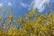 Many yellow flowers of forsythia against blue sky in March