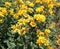 Many yellow flowers of mountain arnica