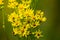 many yellow flowers similar to daisies