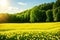 many yellow flowers and white fluffs of  dandelion.