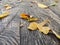 Many yellow leaves fell on the ground.