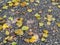 Many yellow leaves fell on the ground.