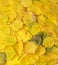 Many yellowed dry apricot leaves, full frame, autumn backdrop