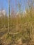 Many young birch trees on a sunny winter day