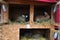 Many young bunnies in a shed. A group of small rabbits feed in barn yard. Easter symbol