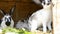 Many young bunnies in a shed. A group of small rabbits feed in barn yard. Easter symbol