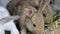 Many young bunnies in a shed. A group of small rabbits feed in barn yard. Easter symbol