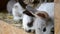 Many young bunnies in a shed. A group of small rabbits feed in barn yard. Easter symbol