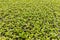 Many young Chrysanthemum plants