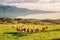 Many young cows graze on alpine pasture with amazing view of swiss lake Geneva
