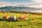 Many young cows graze on alpine pasture with amazing view of swiss lake Geneva