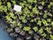 Many young seedlings of plants in black pots in a nursery garden. Empty plate. View from above