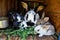 Many young sweet bunnies in a shed. A group of small colorful rabbits family feed on barn yard. Easter symbol