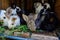 Many young sweet bunnies in a shed. A group of small colorful rabbits family feed on barn yard. Easter symbol