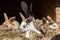 Many young sweet bunnies in a shed. A group of small colorful rabbits family feed on barn yard. Easter symbol