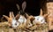 Many young sweet bunnies in a shed. A group of small colorful rabbits family feed on barn yard. Easter symbol