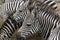 Many zebra are eating glass in the jungle as for nature wide life