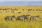 Many zebras gathering in the open savannah of the Masai Mara