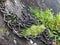 Many-zoned Polypore fungus and green moss