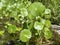 Manyflower marshpennywort / Hydrocotyle umbellata / Dollarweed, AcariÃ§oba, Wassernabel doldiger, Ombligo de Venus, Quitasolillo