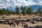 Manzanar National Historic Site Footbridge