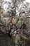 Manzanita Bush With Red Bark And Green Vegatation