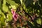 Manzanita flowers