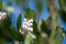 Manzanita Flowers