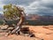 Manzanita Tree