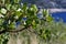 Manzanita tree