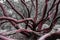 Manzanita tree branches