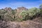 Manzanita tree, Pinnacles National Park, California