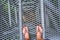 Manâ€™s feet on metal sky walk in forest at chiangmai